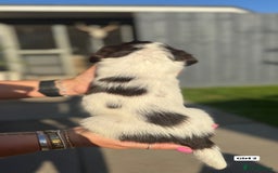 English Springer Spaniel dogs for sale: ✨ Working English Springer Spaniel Puppies ✨ - Image 9