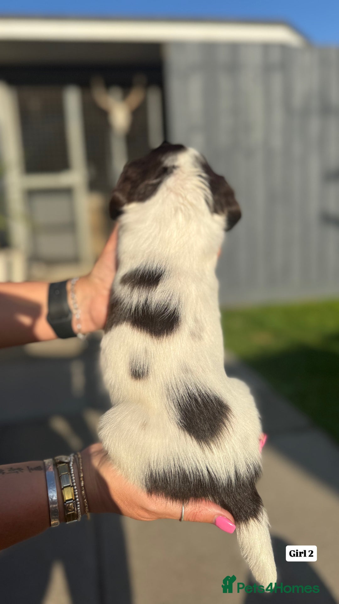 English Springer Spaniel dogs for sale: ✨ Working English Springer Spaniel Puppies ✨ - Image 9