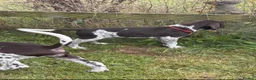 German Shorthaired Pointer dogs for sale: Healthy,Happy KC Registered GSP pups.  - Advert 27