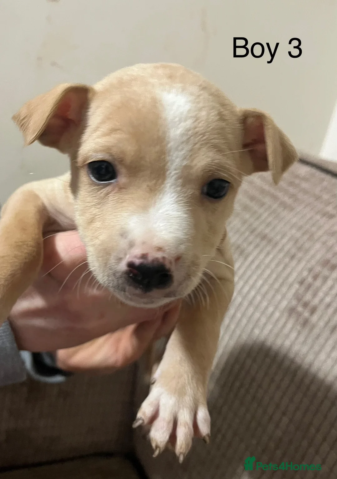 Mixed Breed dogs for sale: Staffy cross Lurcher  - Advert 7