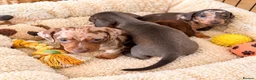 Miniature Dachshund dogs for sale: Stunning Litter - K.C Registered in Bishop's Stortford - Advert 8