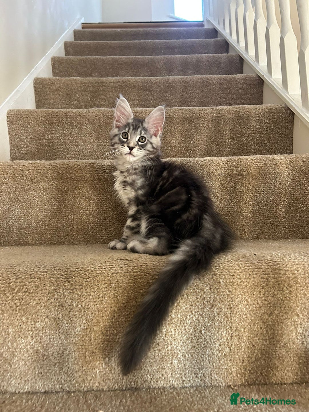 Maine Coon cats for sale: Pure Maine coon - Image 20