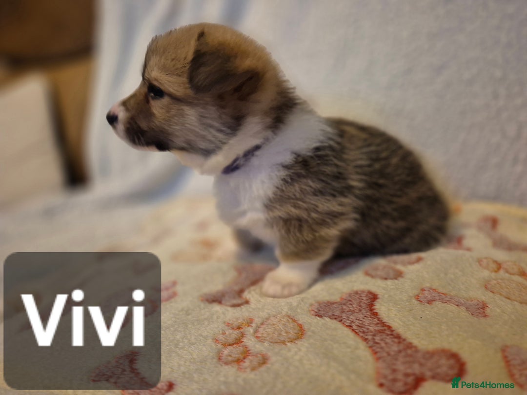 Welsh Corgi Pembroke dogs for sale: 8  Wales Pembroke Corgi puppy's - Advert 7