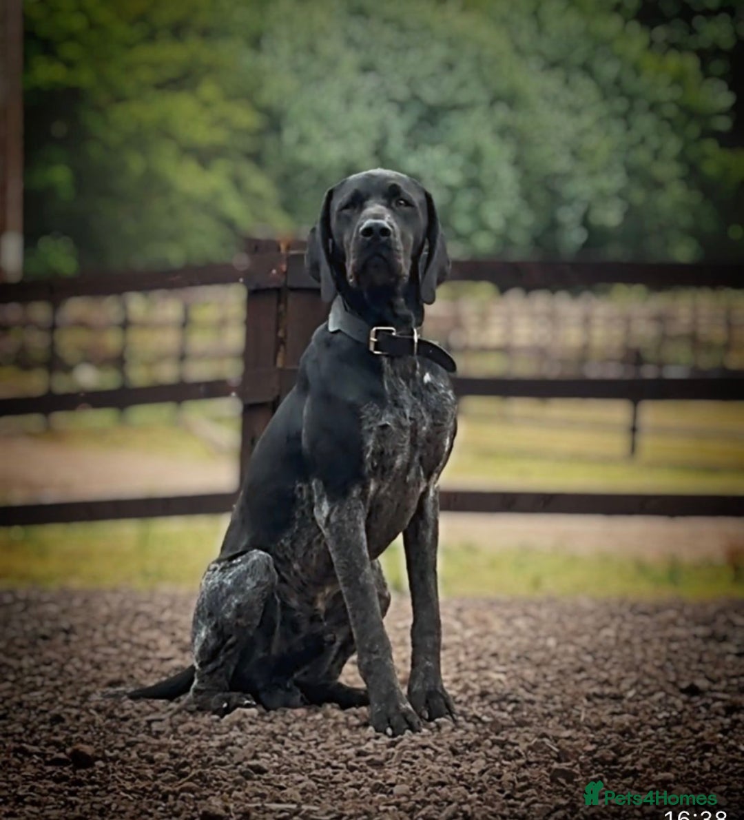 German Shorthaired Pointer dogs for sale: KC Reg Champ blood Lines GSP Pointer Pups - Leeds - Advert 2