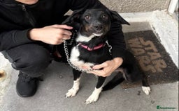 Mixed Breed dogs for sale: 11 month old puppy - Image 3