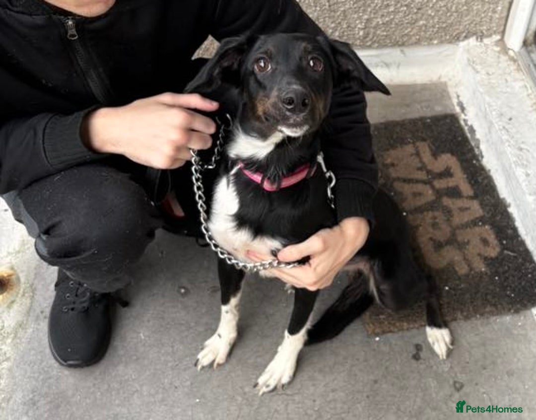 Mixed Breed dogs for sale: 11 month old puppy - Image 3