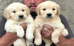 Golden Retriever dogs for sale: Stunning Golden Retriever puppies for sale.  - Image 1