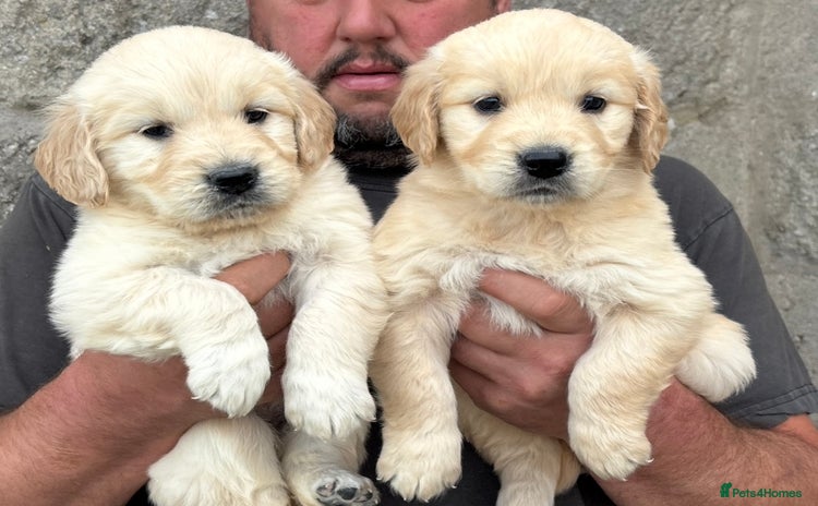 Golden Retriever dogs - Advert 13
