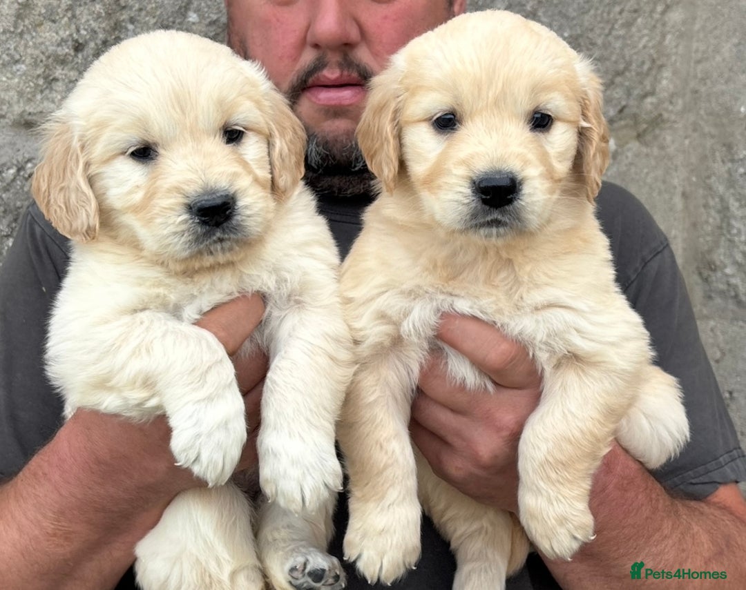 Golden Retriever dogs for sale: Stunning Golden Retriever puppies for sale.  - Image 1