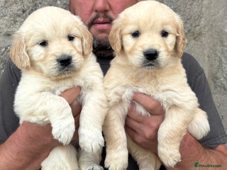 Golden Retriever dogs - Advert 6