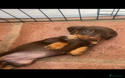 Dachshund dogs for sale: READY TO GO Dachshund Puppies dapple+chocolate - Image 13