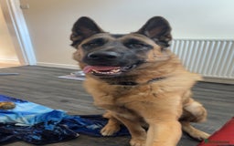 Mixed Breed dogs for sale: German Shepard x Akita (Blitz) - Image 4