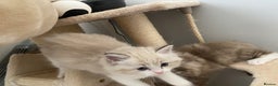 Ragdoll cats for sale: Seal Lynx Bi colour Female European ragdoll  - Advert 4