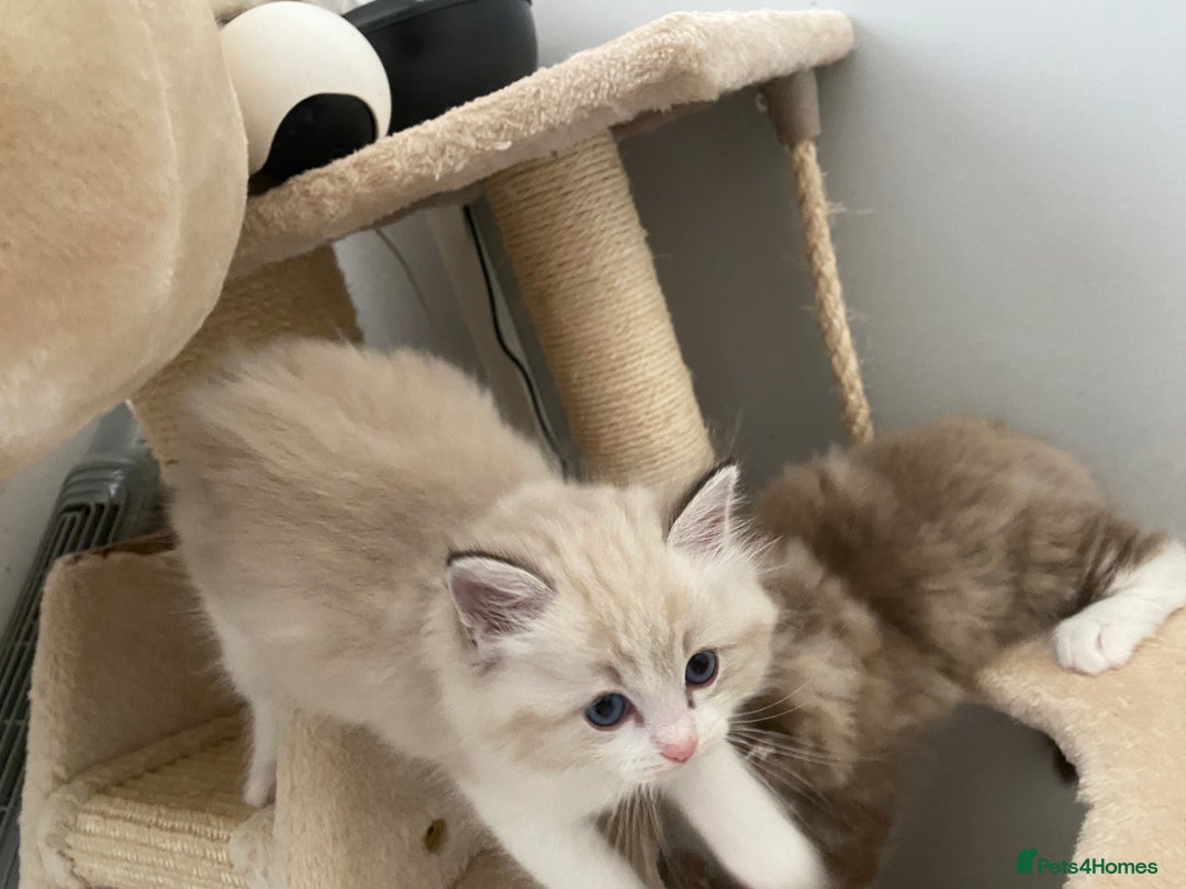 Ragdoll cats for sale: Seal Lynx Bi colour Female  - Image 2