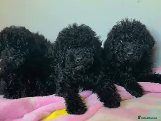 Mixed Breed dogs Miniature labradoodle cockapoo x bedlington - Advert 1