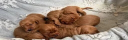Cocker Spaniel dogs for sale: Cocker Spaniel puppies  - Advert 9