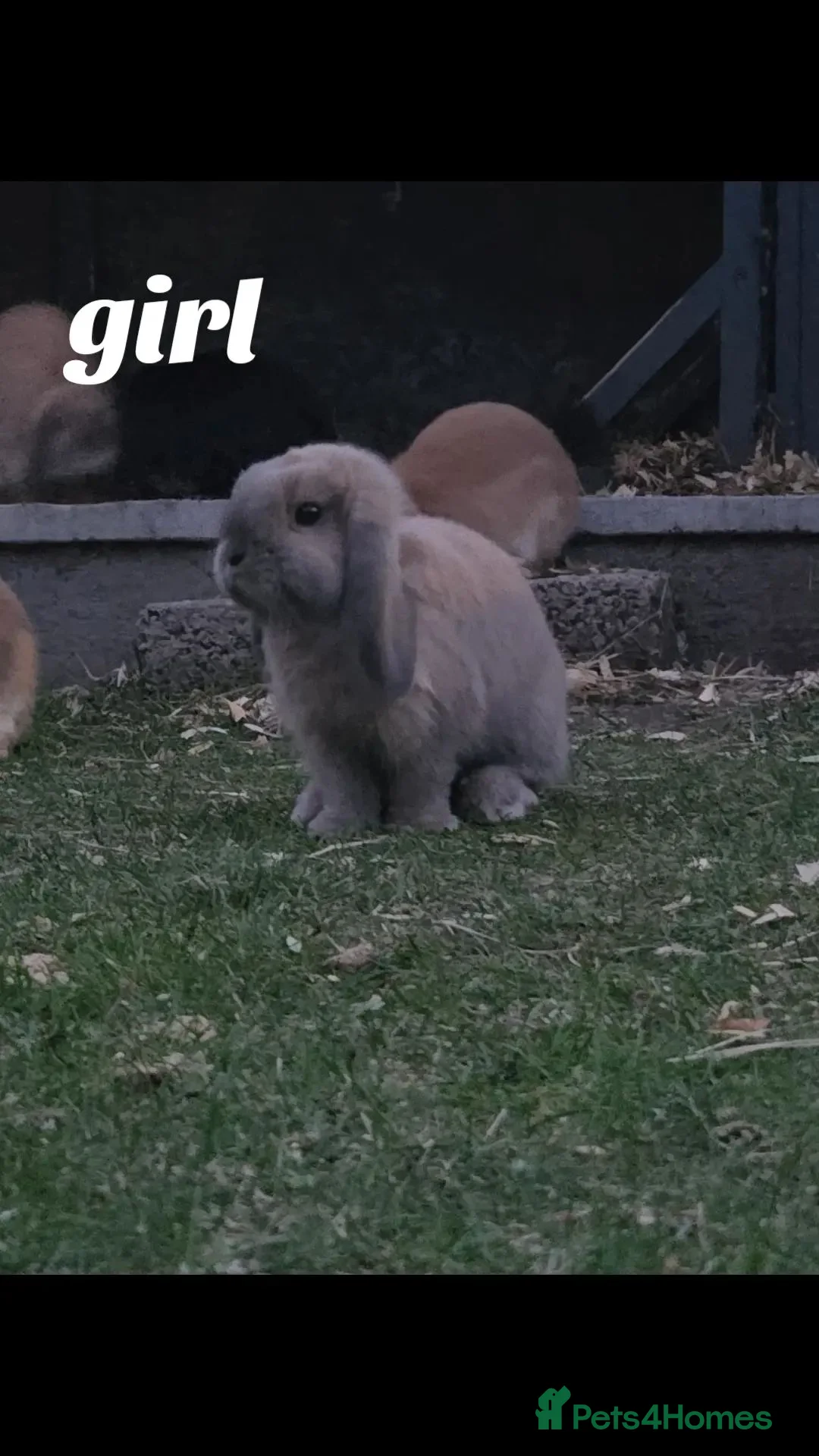 Mini Lop rabbits for sale: Mini Lops - Advert 6