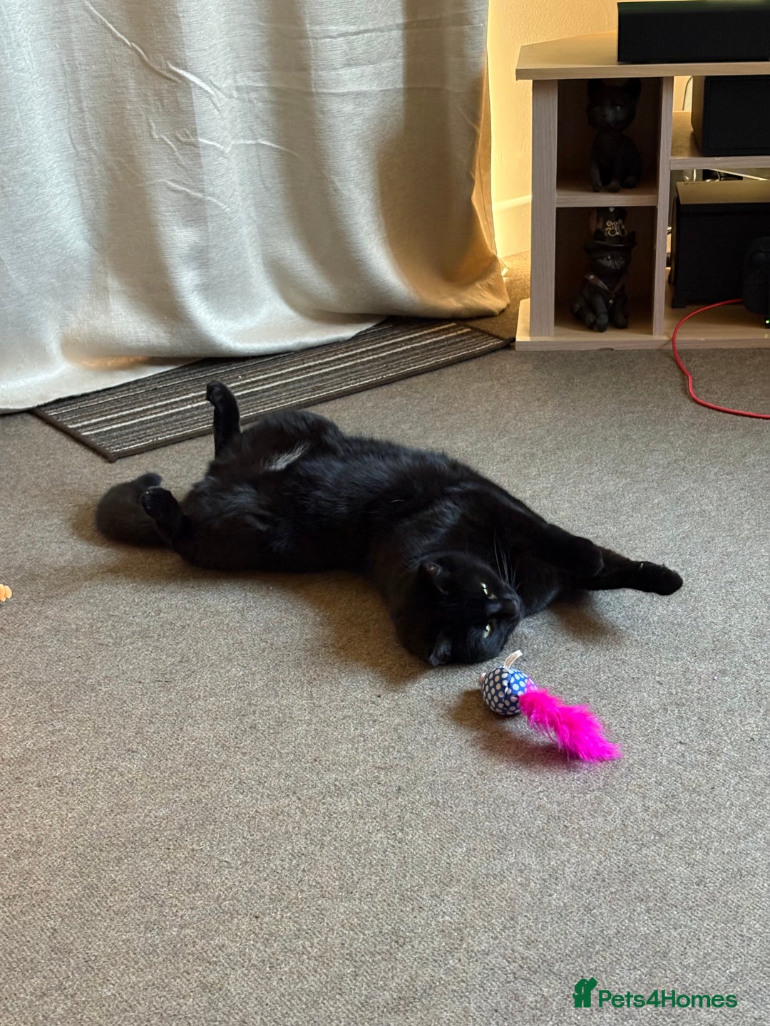 Mixed Breed cats for sale: Black Female Cat  - Advert 2