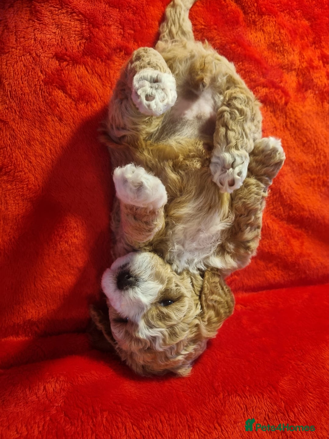 Miniature Poodle dogs for sale: Championline Miniature Poodle exceptional puppy. - Advert 31