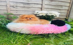 Pomeranian dogs for sale: White and Orange Pomeranian Boys in London - Image 25