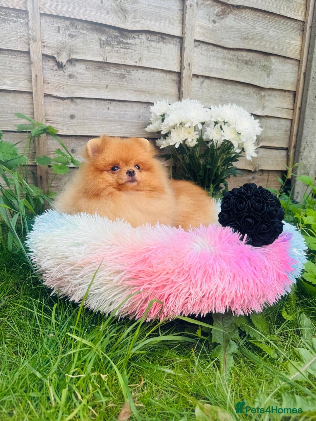 Pomeranian dogs for sale: White and Orange Pomeranian Boys in London - Image 25