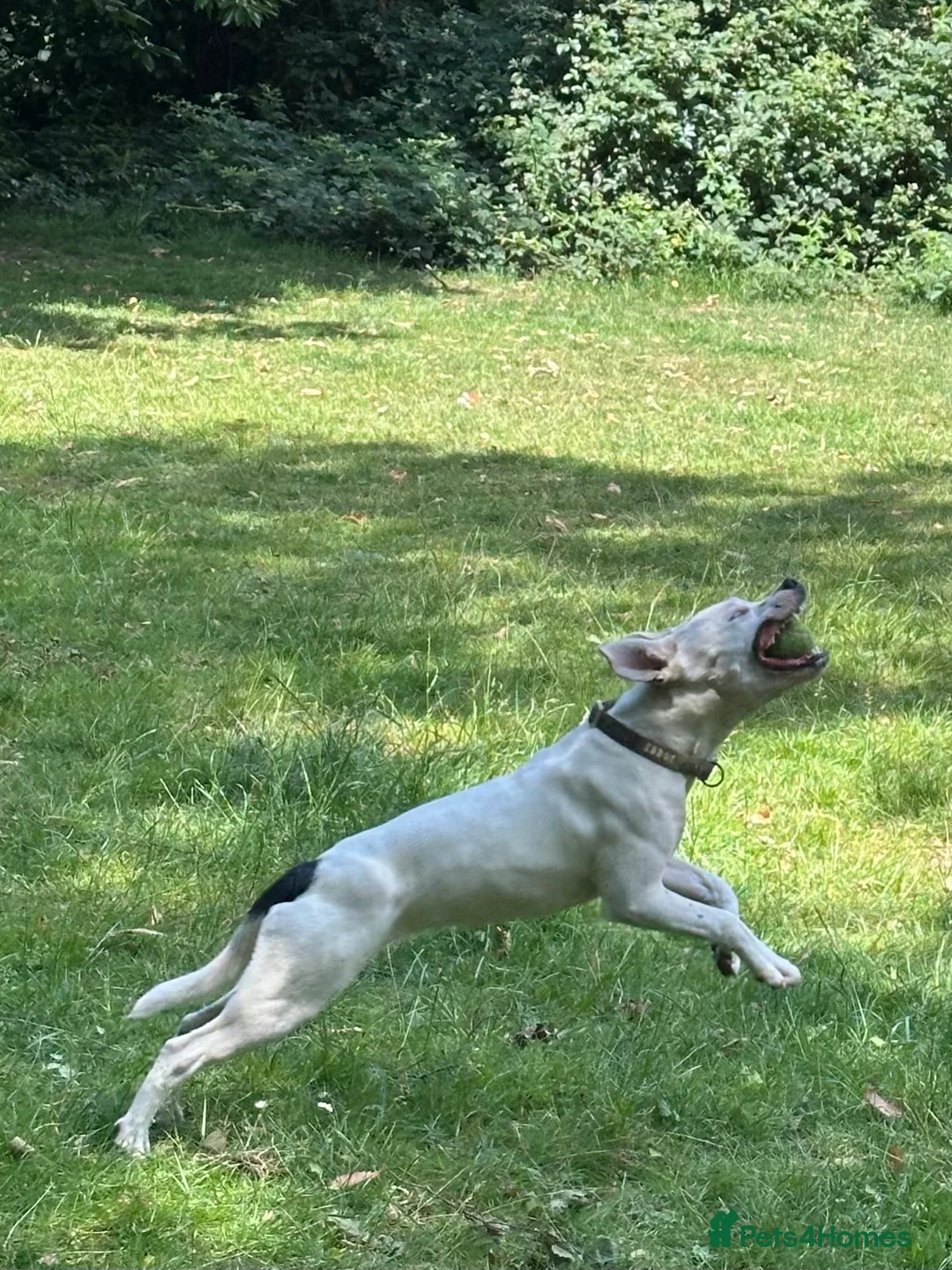 Mixed Breed dogs for sale: Daphne  - Advert 13