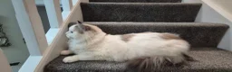Ragdoll cats for sale: Male Ragdoll Cat - Handsome & Friendly - Advert 13