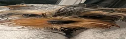 Yorkshire Terrier dogs for sale: 👉Yorkshire Terrier Pups–KC Lines, Health Checked - Advert 24