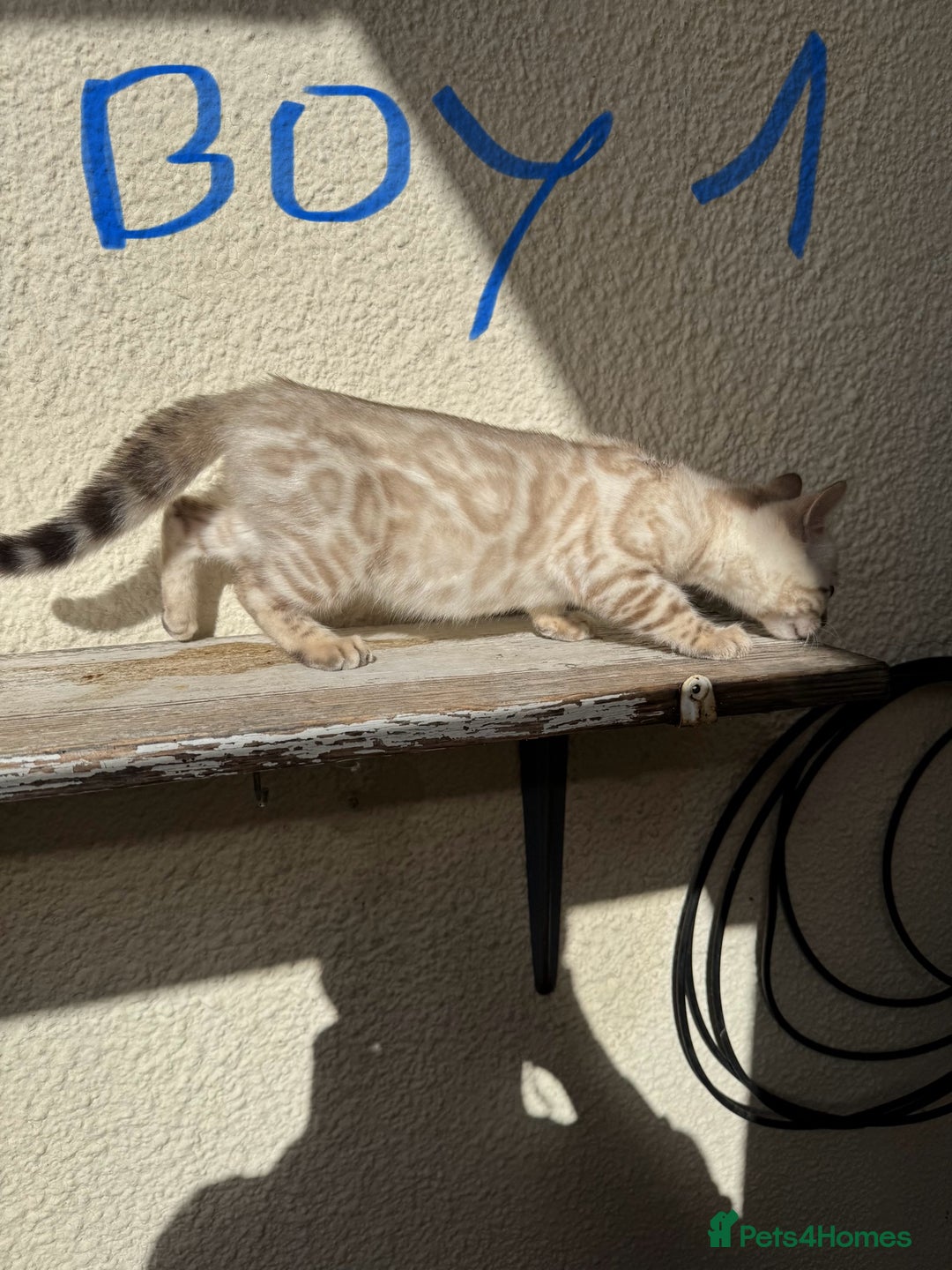 Bengal cats for sale: 5 Bengal kittens , 2 boys and 3 girls  - Image 19