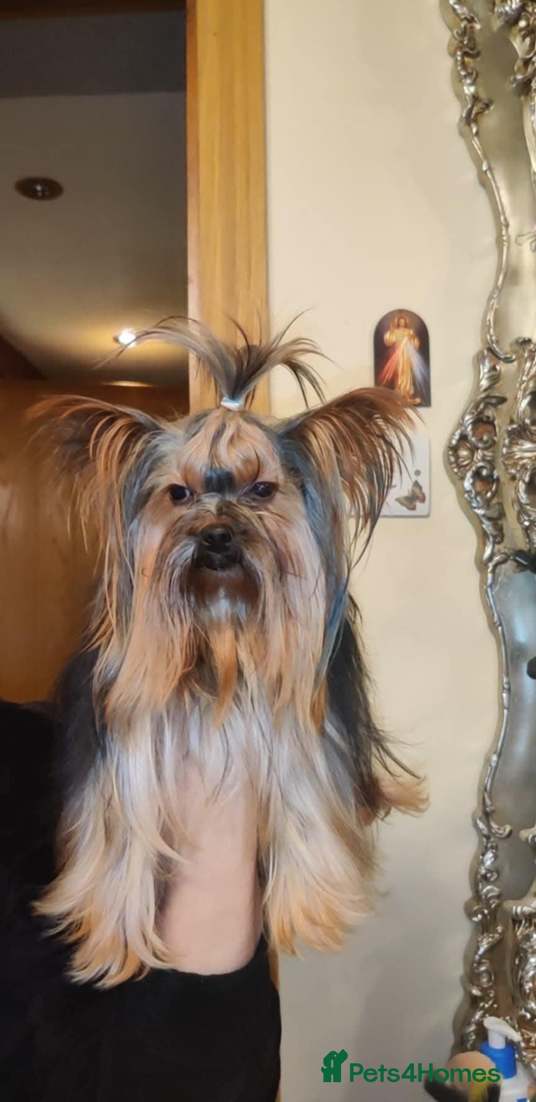 Yorkshire Terrier dogs for sale: Miniature Yorkshire Terrier Puppies - Advert 5