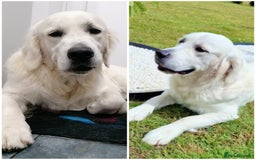 Golden Retriever dogs for sale: Cream Golden Retriever Puppies  - Image 15