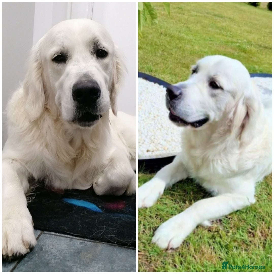Golden Retriever dogs for sale: Cream Golden Retriever Puppies  - Image 15