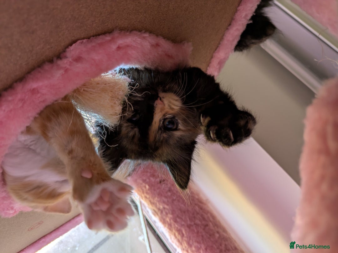 Mixed Breed cats for sale: Kittens 2 litters - Image 10