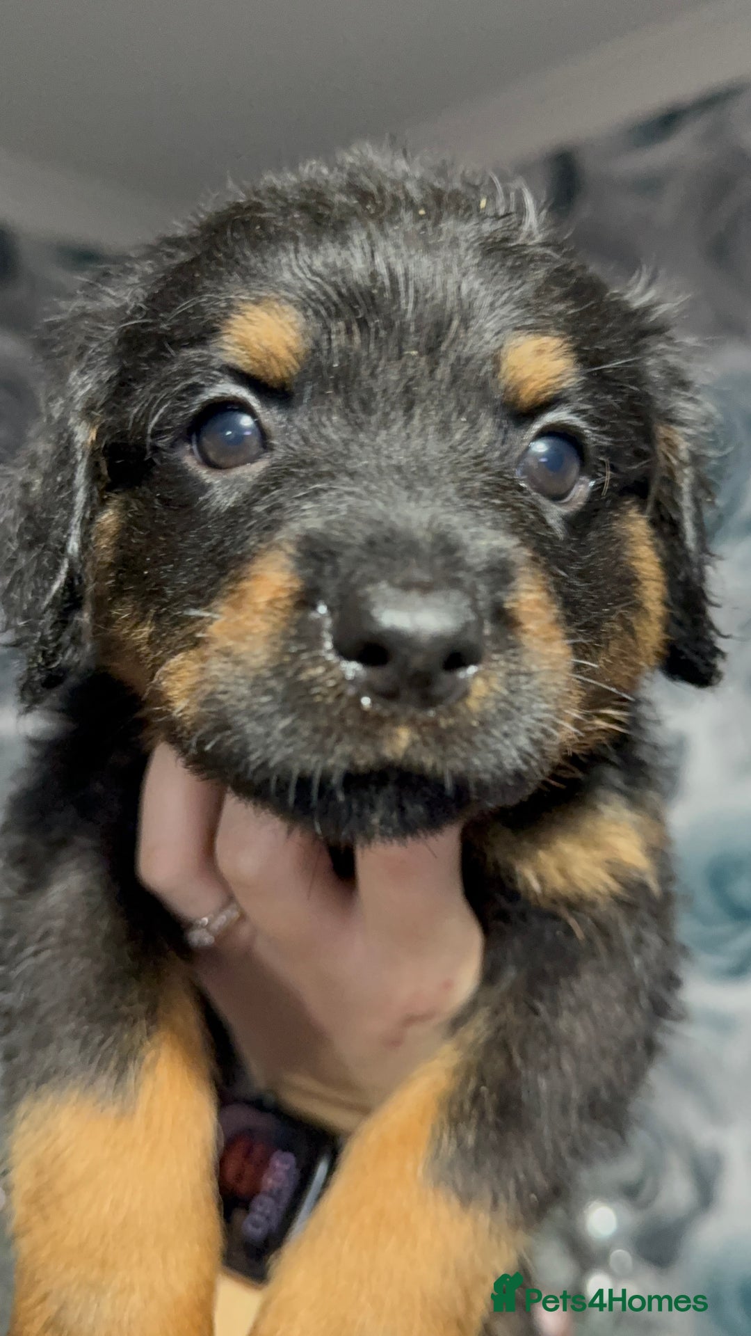 Rottweiler dogs for sale: Male rottweilwr puppy looking for a forever home - Advert 7