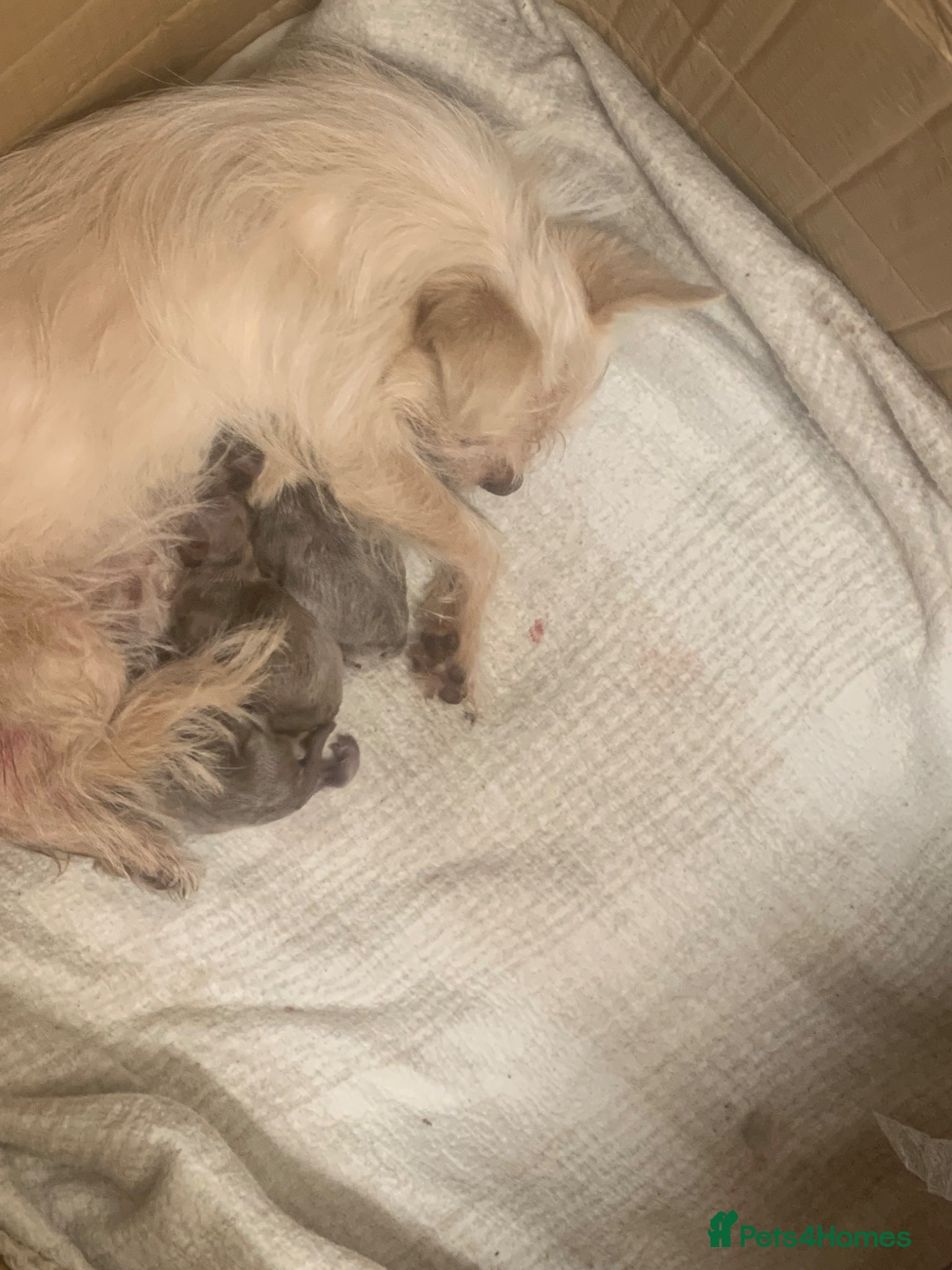Mixed Breed dogs Male Shorkie Cross Chihuahua Puppies 🐾 - Advert 3