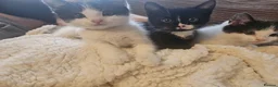 Domestic Shorthair cats for sale: 5 adorable kittens – 3 boys and 2 girls - Advert 3