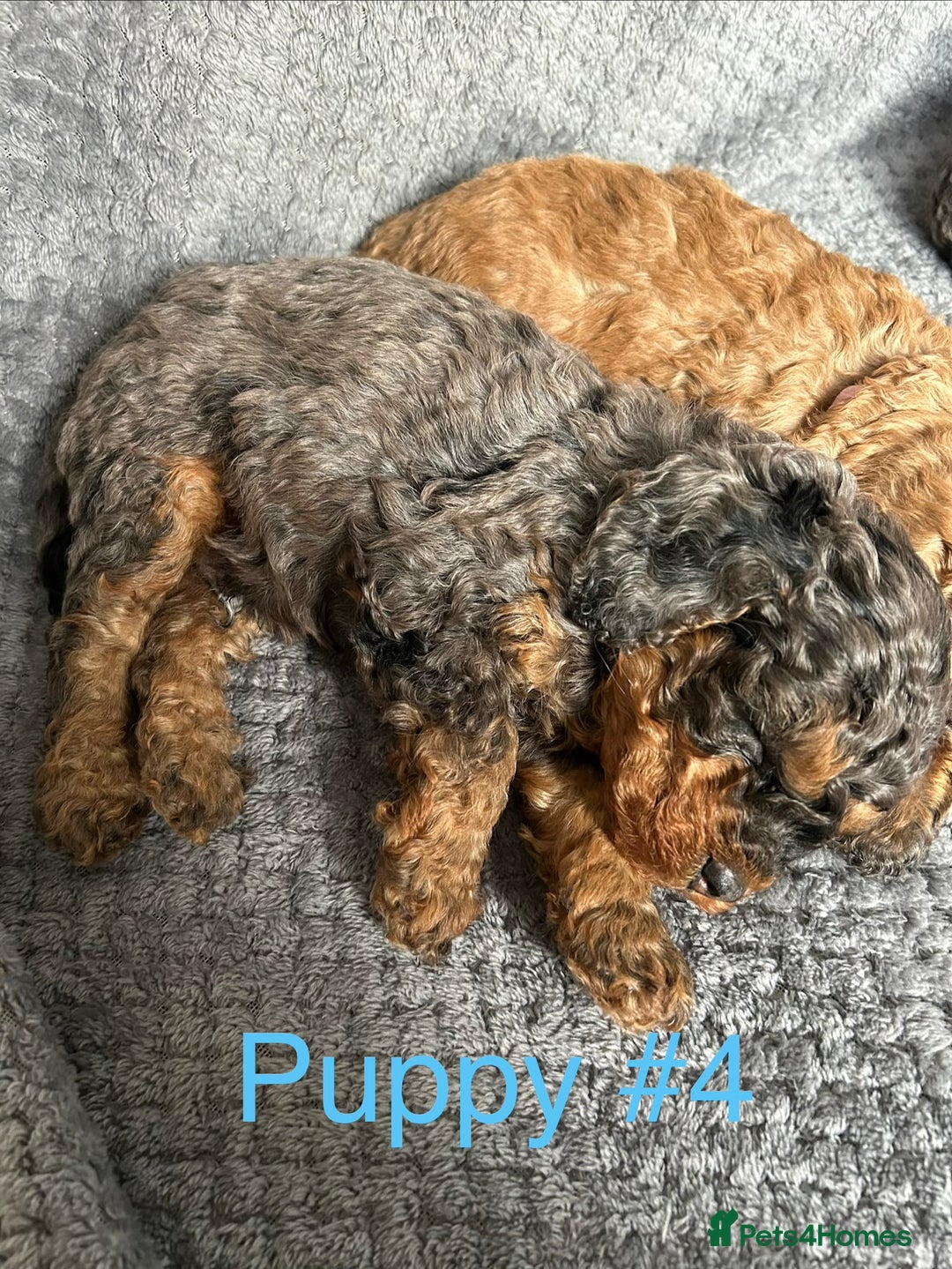 Cavapoo dogs for sale: Stunning Merle toy f1b Cavapoo puppies - Advert 10