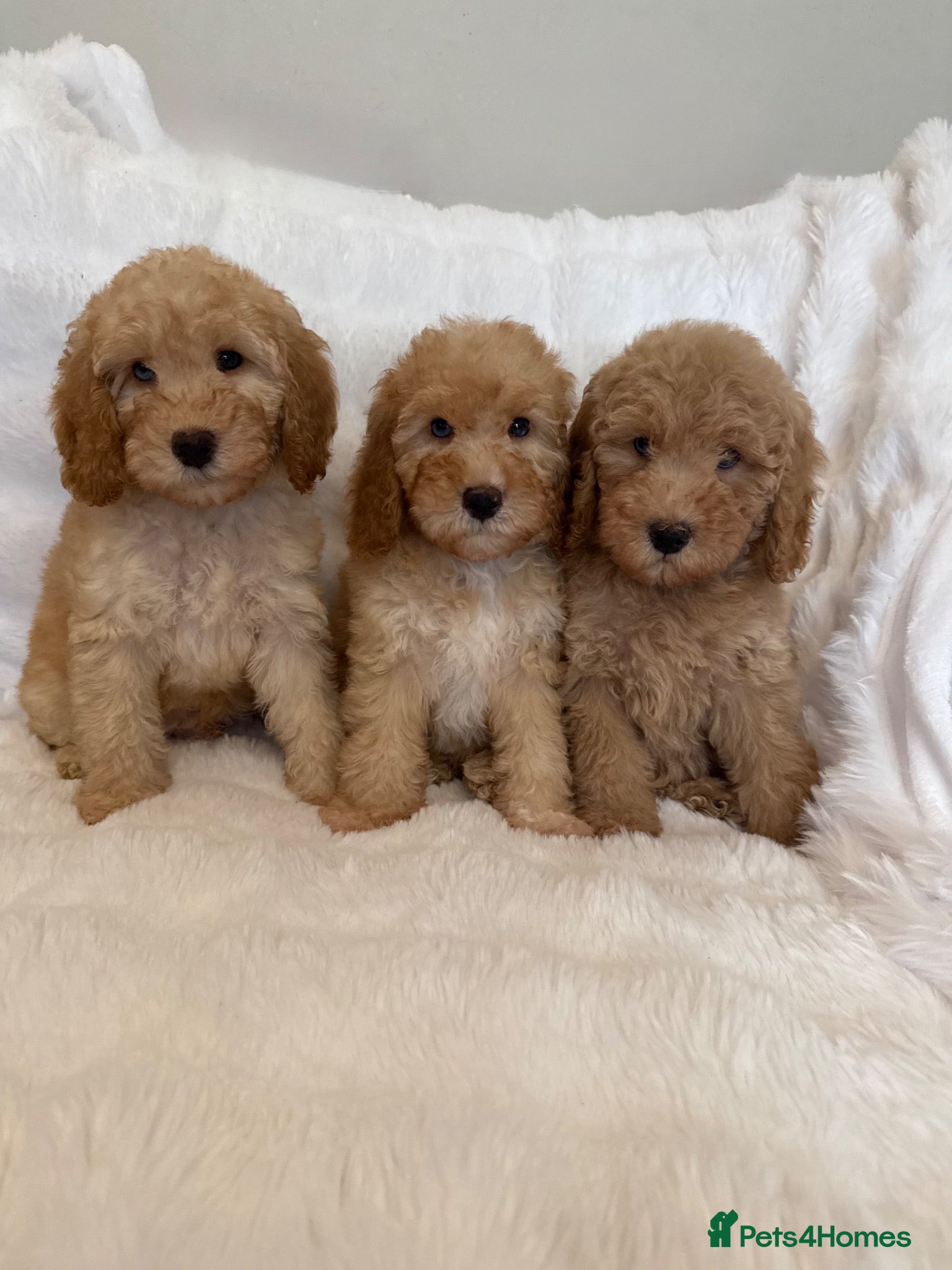 Cockapoo dogs F2b Cockapoo Puppies READY NOW! Merle Carriers - Advert 9