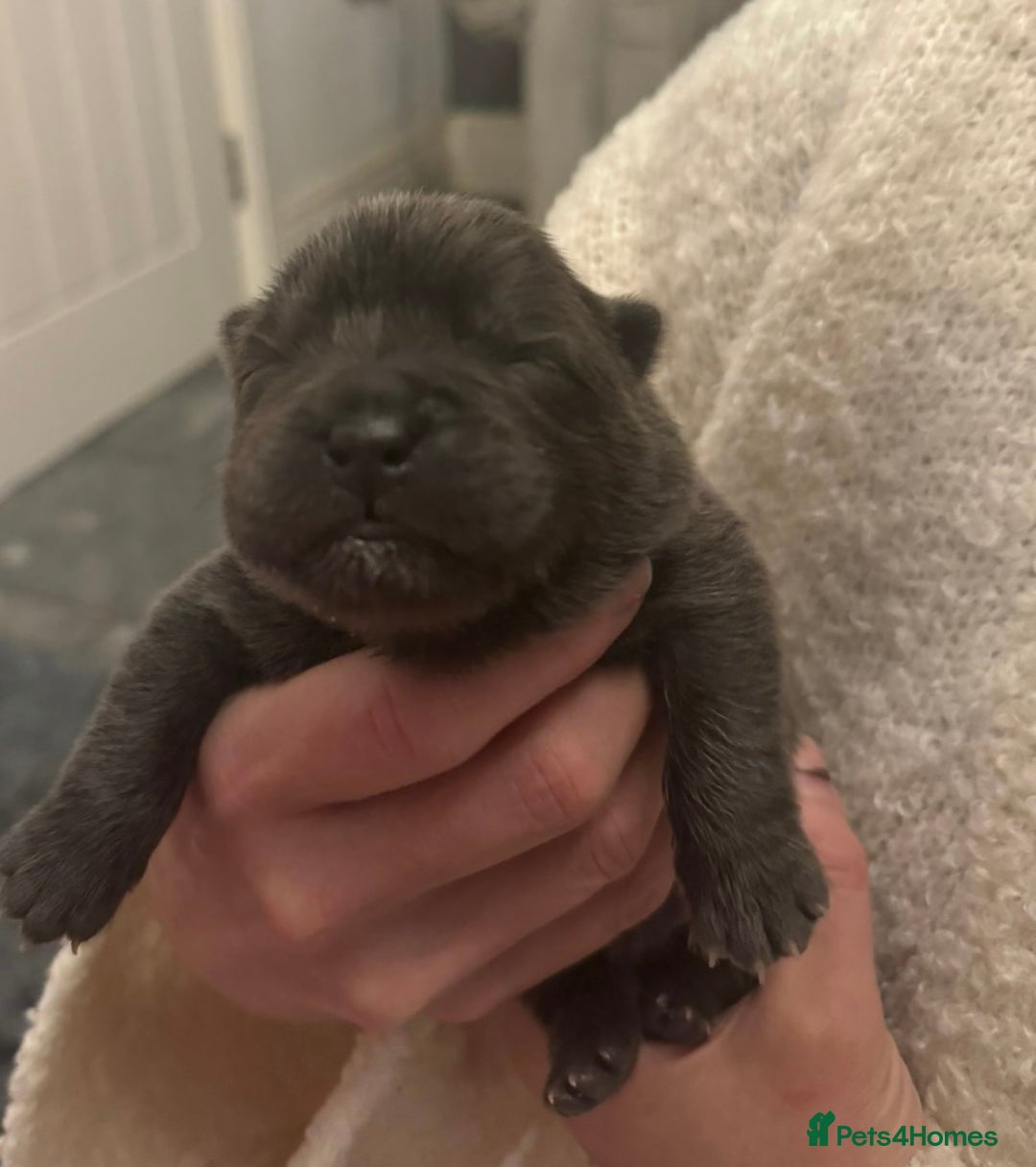 Chow Chow dogs for sale: KC reg chow chows  - Advert 5