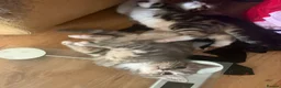 Mixed Breed cats for sale: 1 Grey (Blue) and 2 brown tabby kittens  - Advert 5