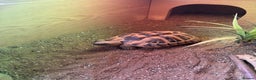 Tortoise reptiles for sale: 2 x Herman Tortoises  - Advert 2