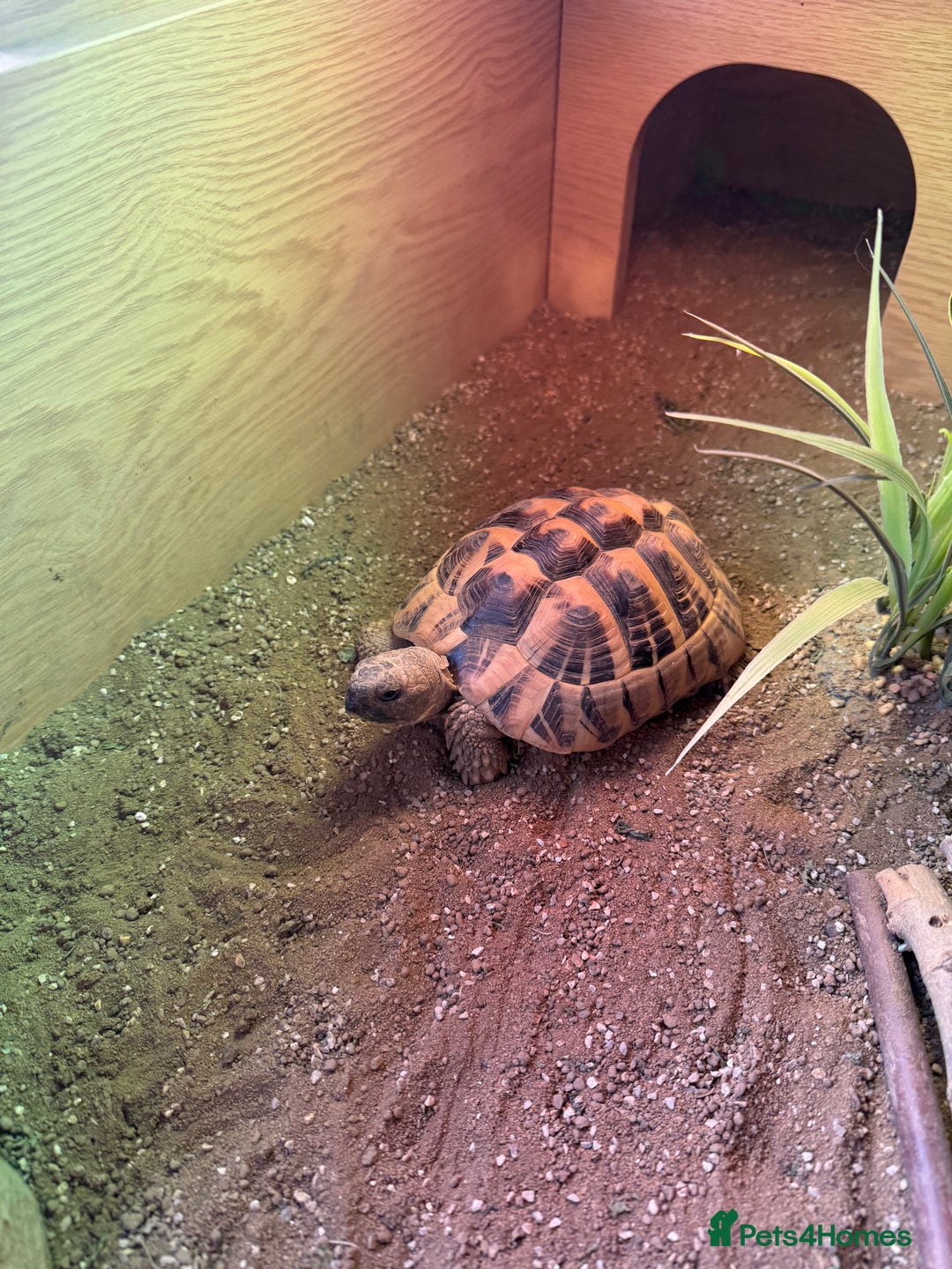 Tortoise reptiles for sale: 2 x Herman Tortoises  - Advert 2