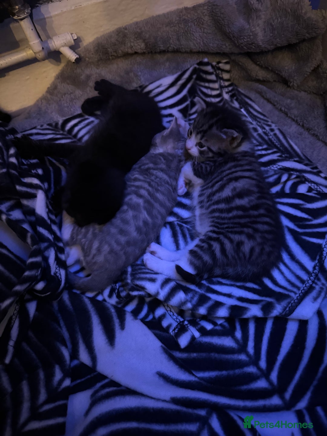 British Shorthair cats for sale: kittens for sale!  - Image 10