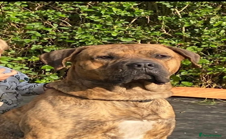 Presa Canario dogs - Advert 2