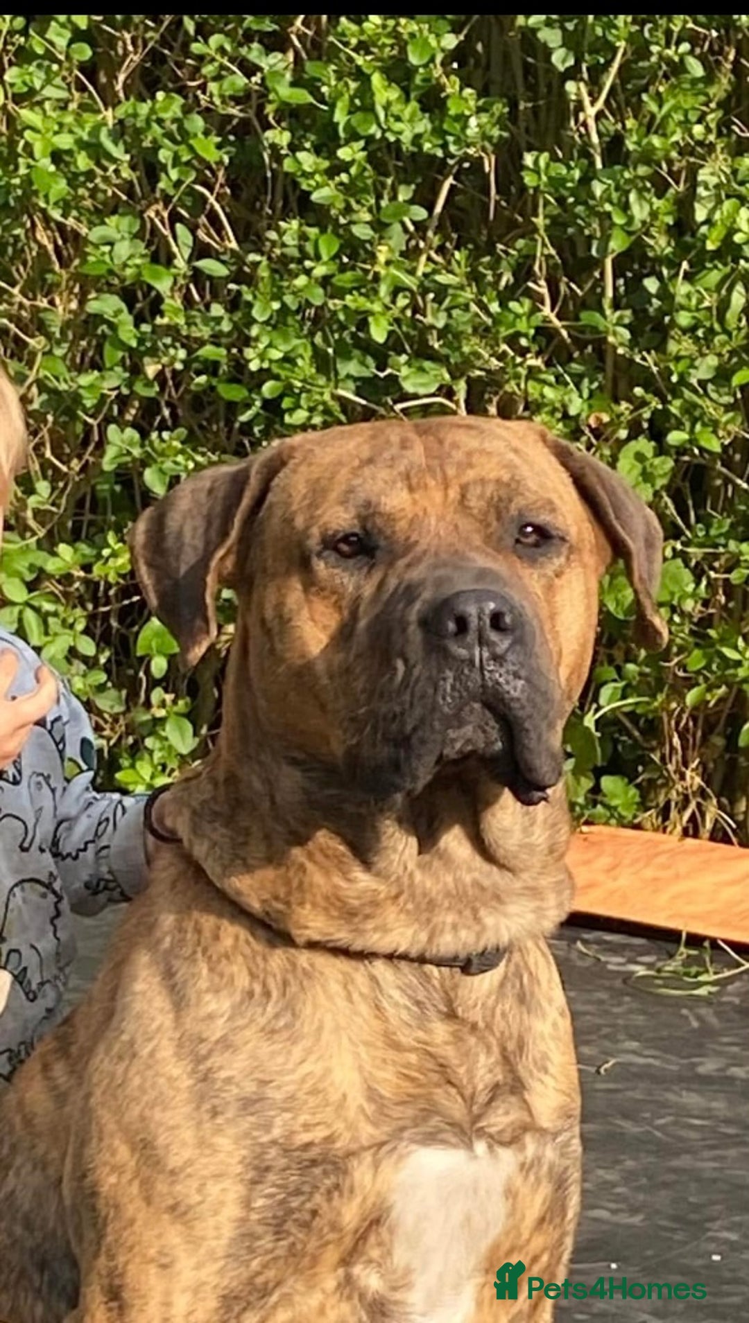 Presa Canario dogs for sale: Sadly having to re home our kong - Image 1