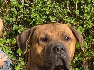 Presa Canario dogs - Advert 8