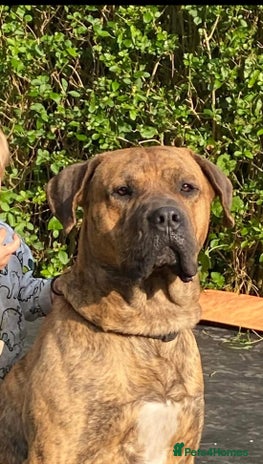 Presa Canario dogs - Advert 4
