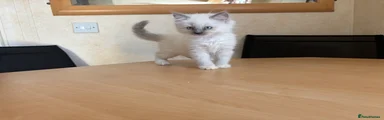 Ragdoll 2