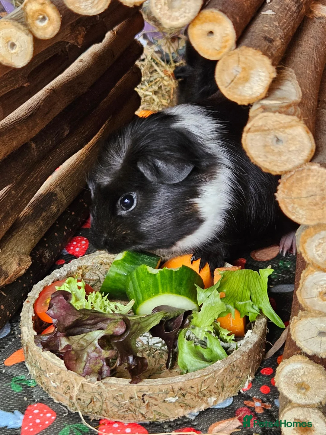 Guinea Pig rodents for sale: Bonded male piggies looking for a new home  - Advert 2