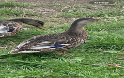 Ducks poultry for sale: Mixed ducks for sale  - Image 7